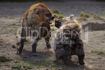 Beisserei zwischen zwei Hyänen