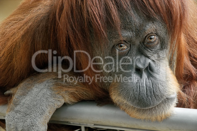 Portrait eines schönen Orang-Utan Weibchens