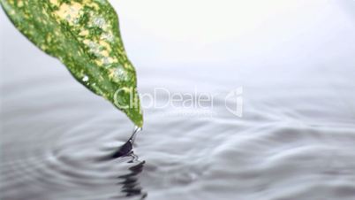 Blatt und Wasser