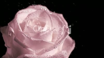 Rose im Regen