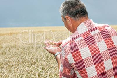 Farmer checking his crops
