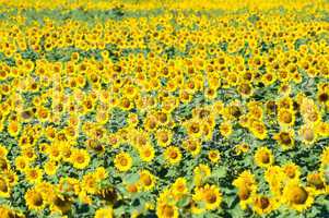 Sunflower field