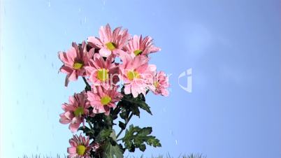 Rain falling in super slow motion on a pink daises