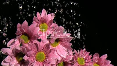 Downpour in super slow motion falling on beautiful flowers