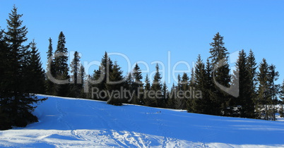 Fir trees by winter