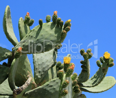 Cactus nopal flowers