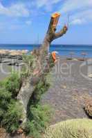 Dead trunk at black beach of Kamari, Santorini, Greece