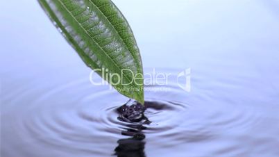 Leaf moving in super slow motion