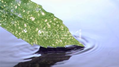 Leaf touching in super slow motion water