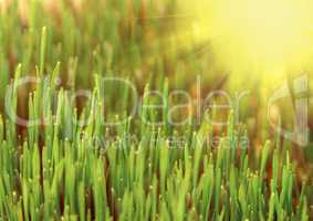 green grass and sun