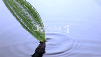 Leaf touching in super slow motion the water surface
