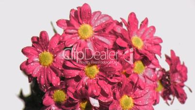 Bunch of pink flowers in super slow motion being watered