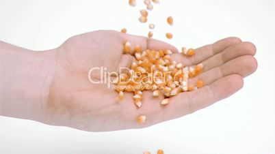 Corn falling in super slow motion into a hand