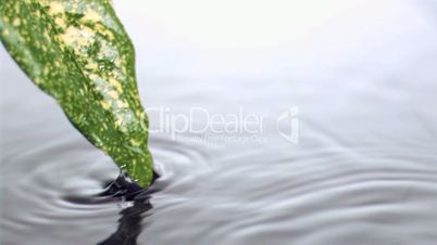 Leaf getting out in super slow motion of water
