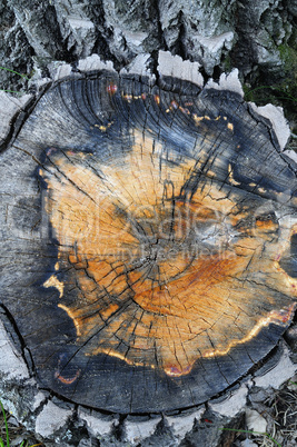 Aspen tree stump close up