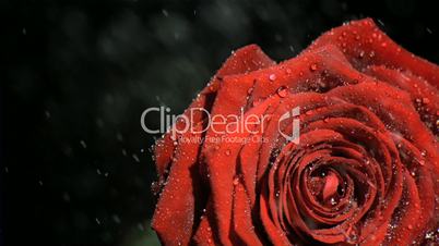 Downpour in super slow motion falling on a red rose