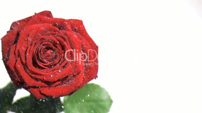 Raindrops in super slow motion falling on a red rose