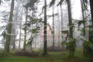 Nebel im Wald