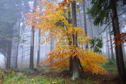 bunter Herbstwald im Nebel