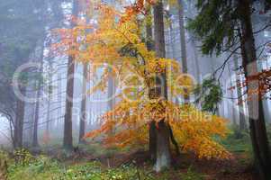 bunter Herbstwald im Nebel