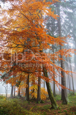 bunter Herbstwald im Nebel..