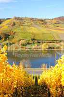 bunte Weingärten an der Mosel