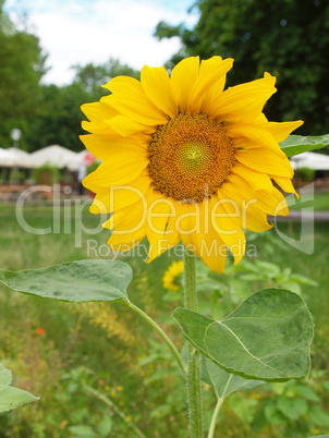 Sunflower flower