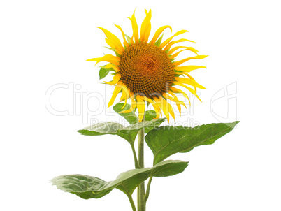 Sunflower flower