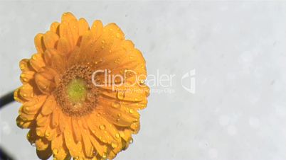 Orange gerbera daisy in super slow motion being watered