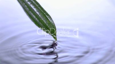 Green leaf going out in super slow motion from water