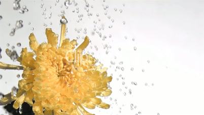 Yellow chrysanthemum in super slow motion being watered