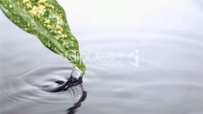 Drops water flowing in super slow motion from the leaf