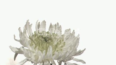 Rain falling in super slow motion on white Chrysanthemum