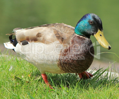 Male mallard duck