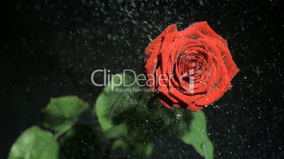 Drops of water in super slow motion falling from a rose
