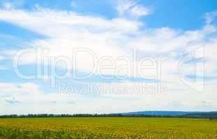 Sunflower field