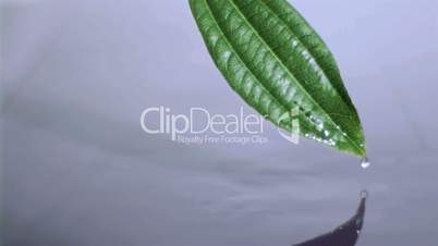 Drop water slipping in super slow motion from the leaf