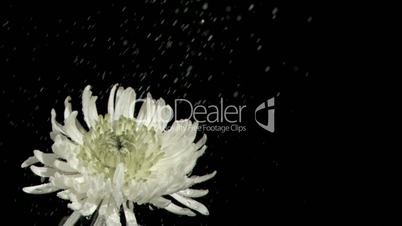 Rain falling in super slow motion on chrysanthemum