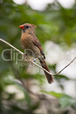 Female red cardinal