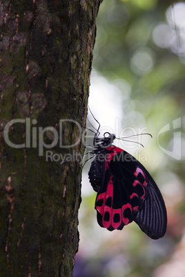 Postman Butterfly