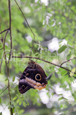 Owl butterfly