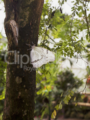 White Morpho Butterfly