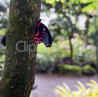 Postman Butterfly