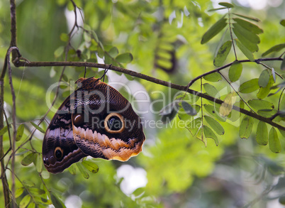 Owl butterfly