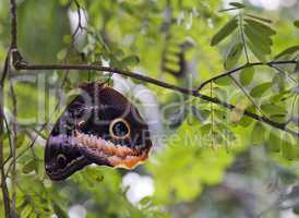 Owl butterfly