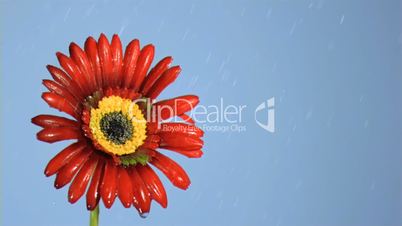 Drops of water in super slow motion falling on a red flower