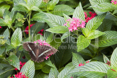 Common Parides butterfly