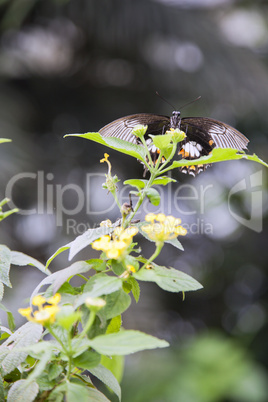 Clipper butterfly