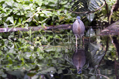 Striated Mangrove Heron