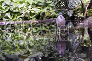 Striated Mangrove Heron